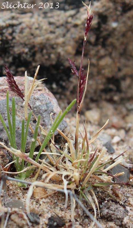 Unidentified Mojave Grass #1
