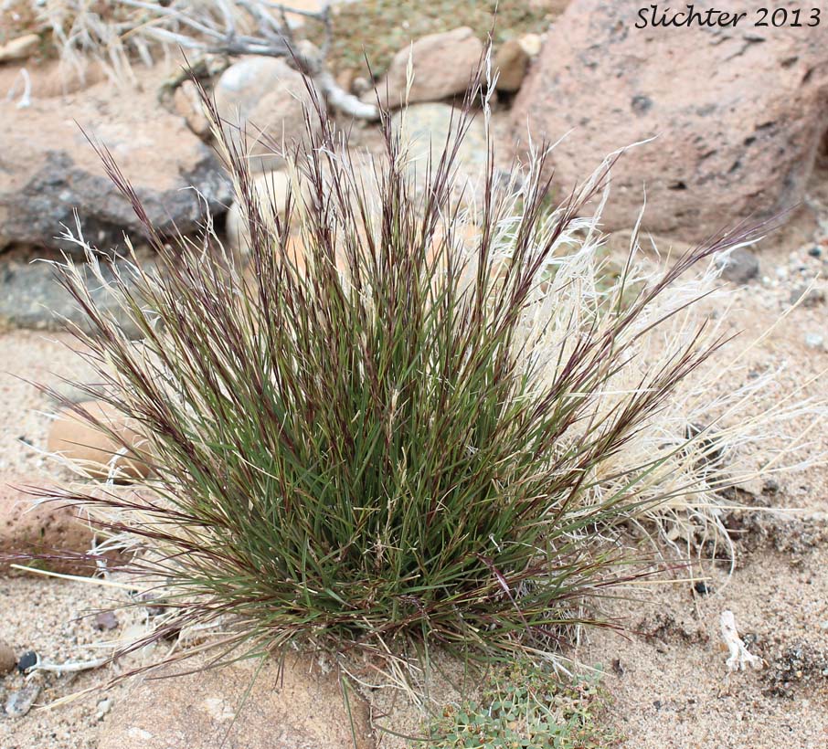 Unidentified Mojave Grass #2