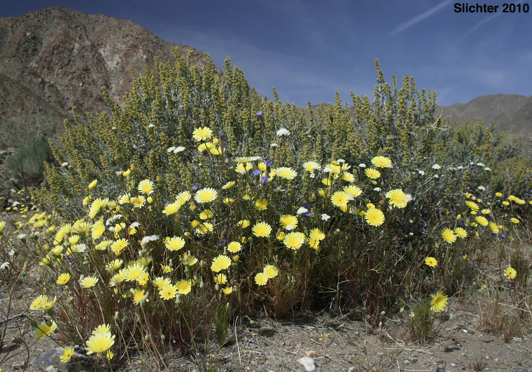 Burrobush, Burro-weed, White Bursage, White Bur-sage: Ambrosia dumosa (Synonym: Franseria dumosa)