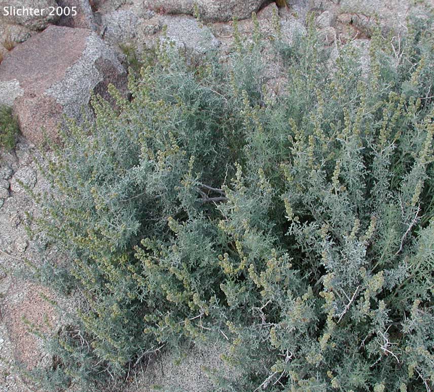 Burrobush, Burro-weed, White Bursage, White Bur-sage: Ambrosia dumosa (Synonym: Franseria dumosa)