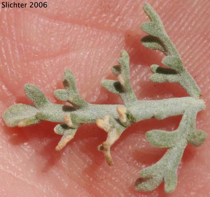 Leaf of Burrobush, Burro-weed, White Bursage, White Bur-sage: Ambrosia dumosa (Synonym: Franseria dumosa)