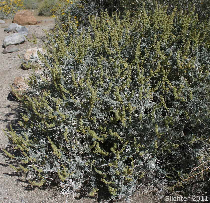 Burrobush, Burro-weed, White Bursage, White Bur-sage: Ambrosia dumosa (Synonym: Franseria dumosa)