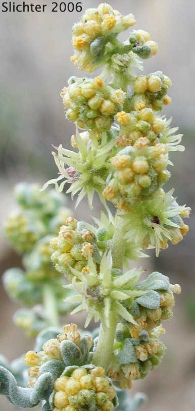 Inflorescence of Burrobush, Burro-weed, White Bursage, White Bur-sage: Ambrosia dumosa (Synonym: Franseria dumosa)