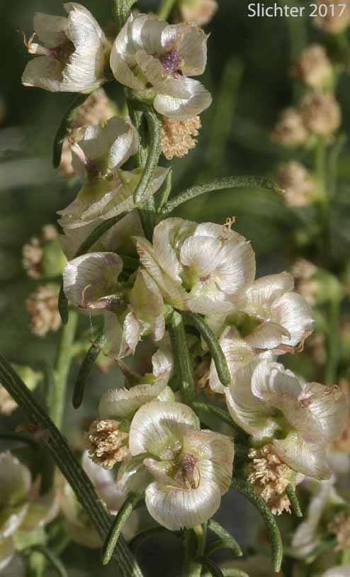 Cheesebush, Burrobrush: Ambrosia salsola var. salsola (Synonym: Ambrosia salsola var. salsola)