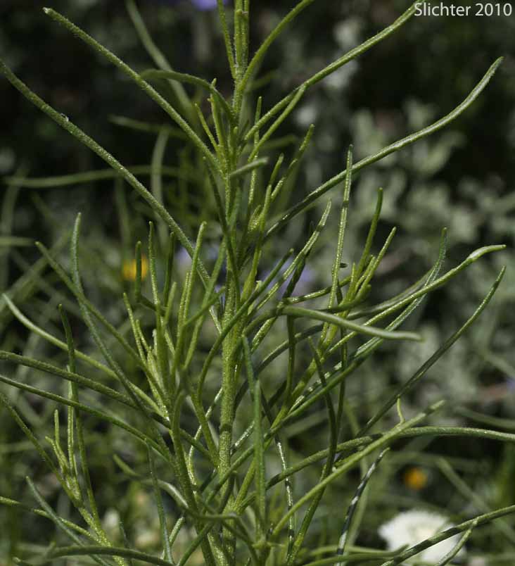 Leaves of Cheesebush, Burrobrush: Ambrosia salsola var. salsola (Synonym: Ambrosia salsola var. salsola)