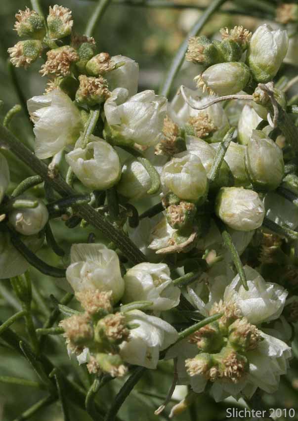 Cheesebush, Burrobrush: Ambrosia salsola var. salsola (Synonym: Ambrosia salsola var. salsola)