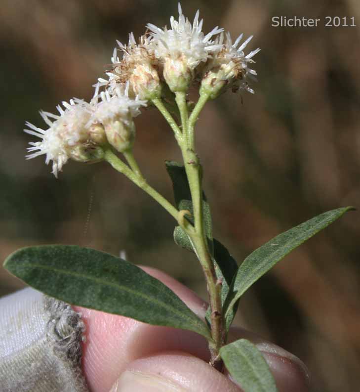 Mule-fat, Seep-willow: Baccharis salicifolia ssp. salicifolia