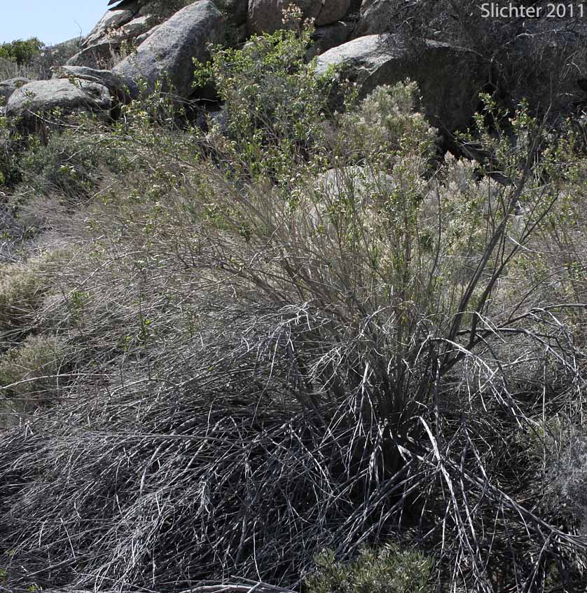 Mule-fat, Seep-willow: Baccharis salicifolia ssp. salicifolia