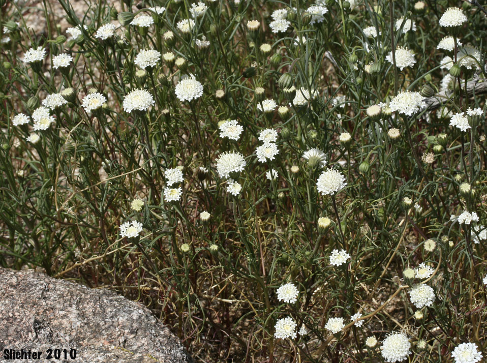 Pincushion Flower, Fremont Pincushion: Chaenactis fremontii