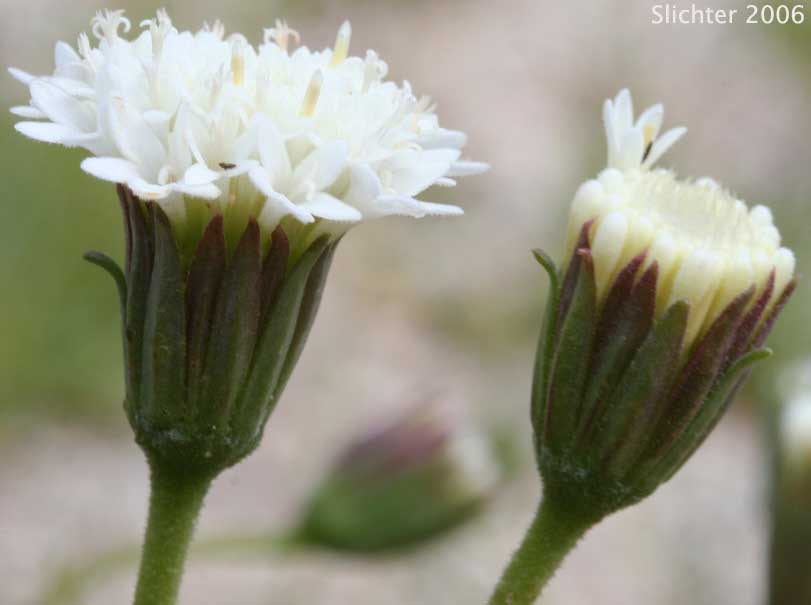 Pincushion Flower, Fremont Pincushion: Chaenactis fremontii