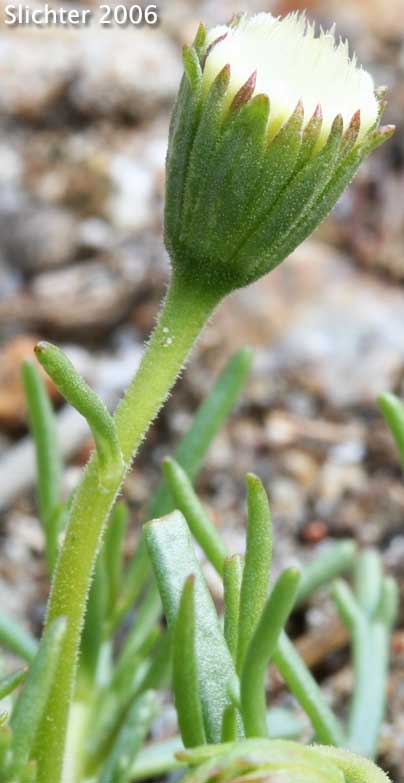 Pincushion Flower, Fremont Pincushion: Chaenactis fremontii