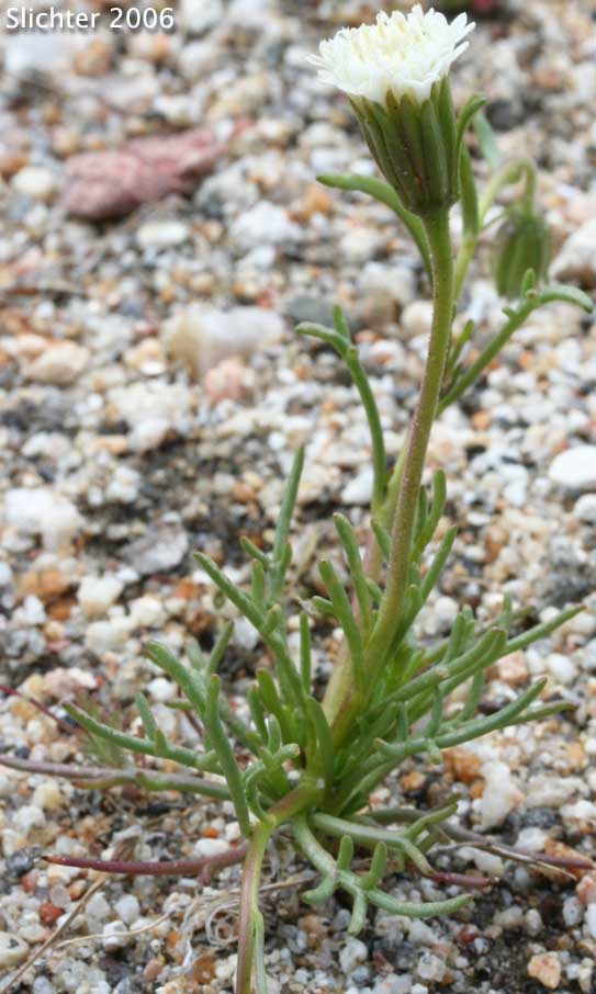 Pincushion Flower, Fremont Pincushion: Chaenactis fremontii