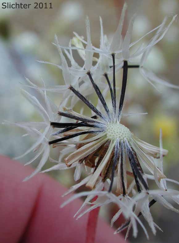 Seed head of a Pincushion Flower, Fremont Pincushion: Chaenactis fremontii