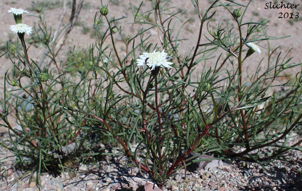 Pincushion Flower, Fremont Pincushion: Chaenactis fremontii