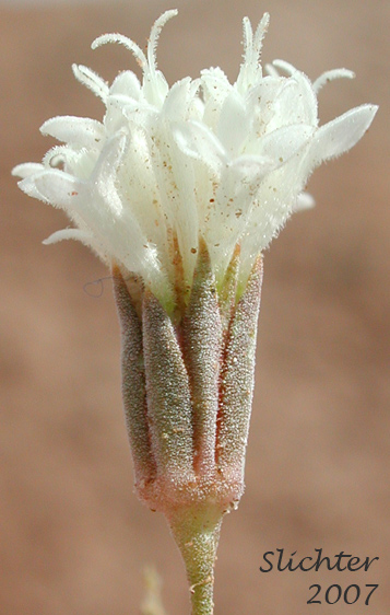 Desert Pincushion, Esteve Pincushion: Chaenactis stevioides (Synonyms: Chaenactis gillespiei, Chaenactis stevioides var. thornberi)