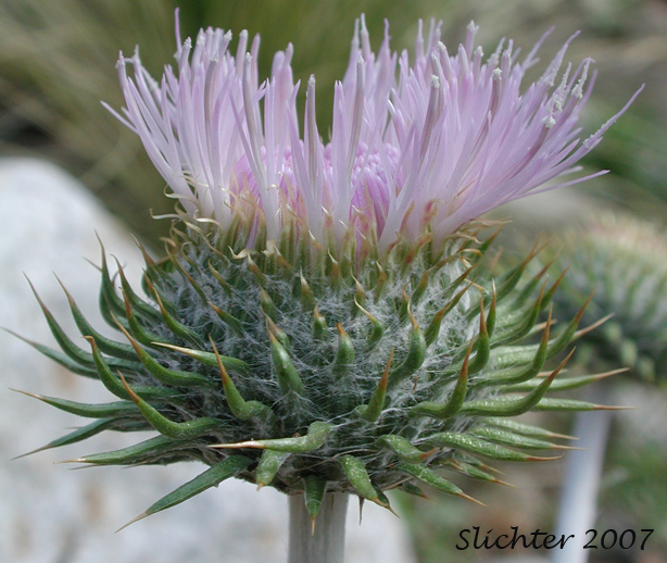 Thistles: The Genus Cirsium in the Mountains and Deserts of the American Southwest