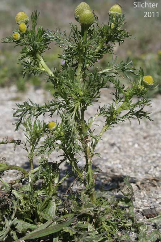 Western Chamomile, Valley Mayweed, Western Pineappleweed: Matricaria occidentalis (Synonym: Chamomilla occidentalis)