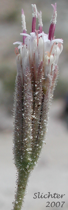 Desert Palafox, Desert Needle, Spanish Needle: Palafoxia arida var. arida (Synonym: Palafoxia linearis var. linearis)