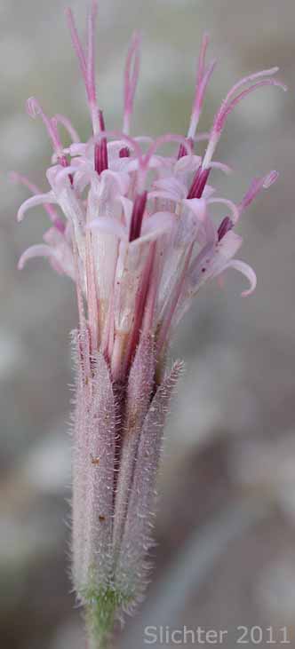 Desert Palafox, Desert Needle, Spanish Needle: Palafoxia arida var. arida (Synonym: Palafoxia linearis var. linearis)
