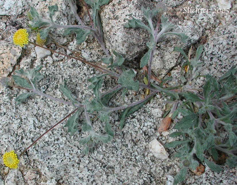 Yellow Head, Yellowdome, Yellowhead: Trichoptilium incisum
