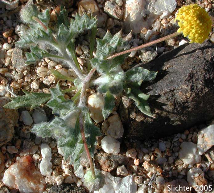 Yellow Head, Yellowdome, Yellowhead: Trichoptilium incisum