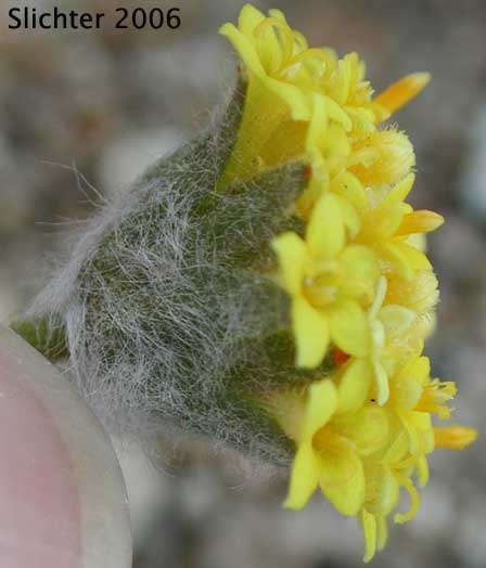 Yellow Head, Yellowdome, Yellowhead: Trichoptilium incisum