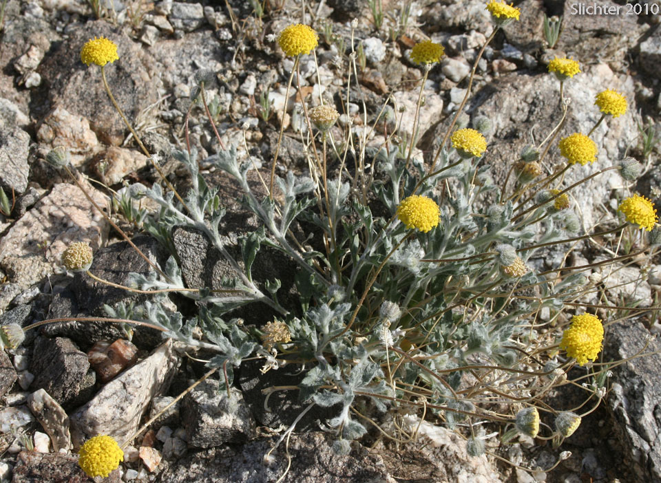 Yellow Head, Yellowdome, Yellowhead: Trichoptilium incisum