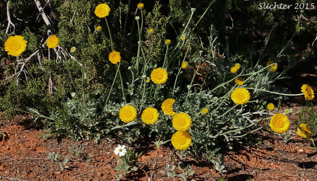 Desert Marigold: Baileya multiradiata (Synonym: Baileya multiradiata var. multiradiata)
