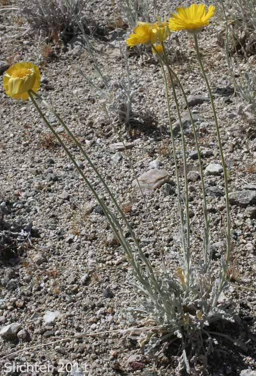 Desert Marigold: Baileya multiradiata (Synonym: Baileya multiradiata var. multiradiata)