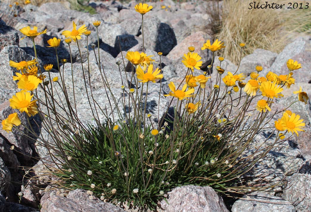 California Coreopsis: Leptosyne californica (Synonym: Coreopsis californica)