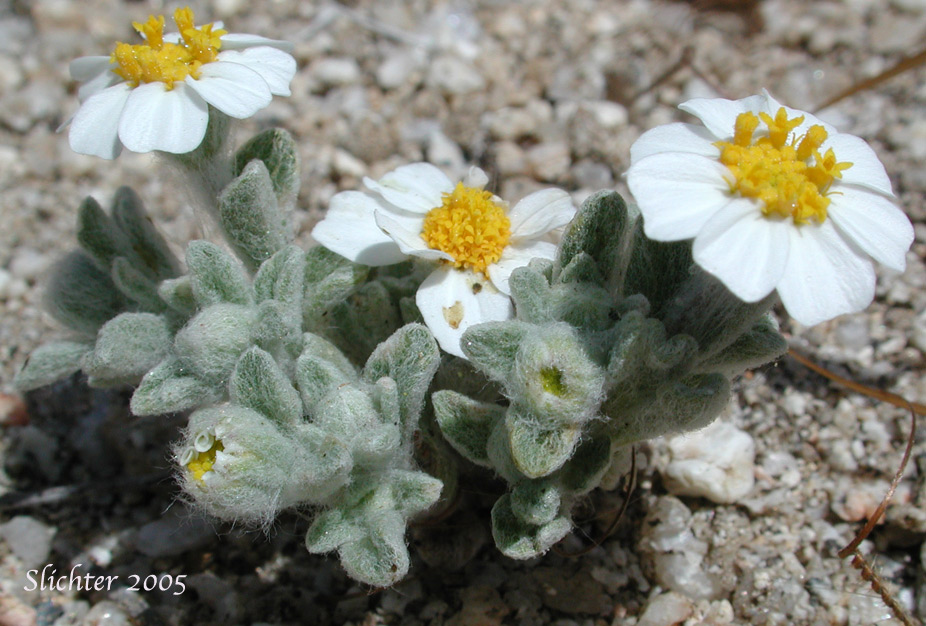White Easter Bonnets: Eriophyllum lanosum (Synonym: Antheropeas lanosum)
