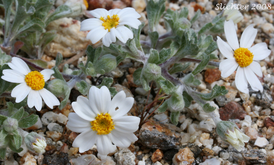 White Easter Bonnets: Eriophyllum lanosum (Synonym: Antheropeas lanosum)