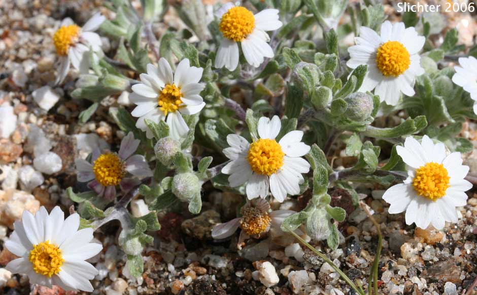 White Easter Bonnets: Eriophyllum lanosum (Synonym: Antheropeas lanosum)