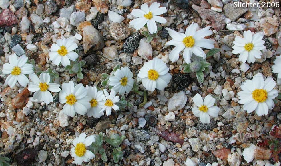 White Easter Bonnets: Eriophyllum lanosum (Synonym: Antheropeas lanosum)