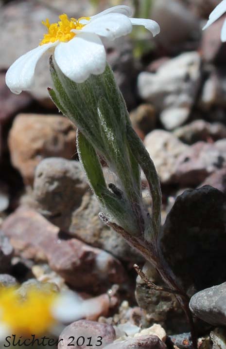 White Easter Bonnets: Eriophyllum lanosum (Synonym: Antheropeas lanosum)