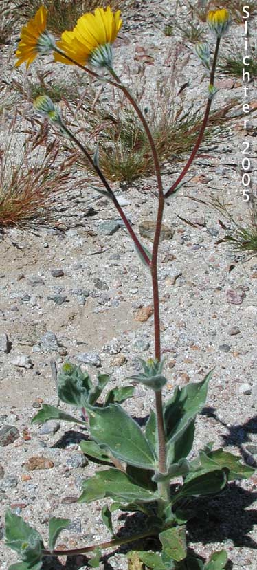 Hairy Desertsunflower, Hairy Desert Sunflower, Desert Sunflower: Geraea canescens (Synonyms: Geraea canescens var. canescens, Geraea canescens var. paniculata)