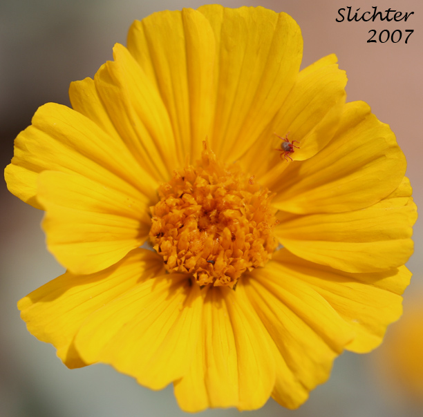Hairy Desertsunflower, Hairy Desert Sunflower, Desert Sunflower: Geraea canescens (Synonyms: Geraea canescens var. canescens, Geraea canescens var. paniculata)