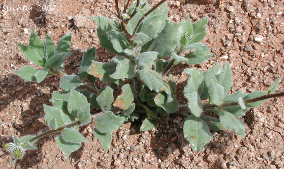 Hairy Desertsunflower, Hairy Desert Sunflower, Desert Sunflower: Geraea canescens (Synonyms: Geraea canescens var. canescens, Geraea canescens var. paniculata)