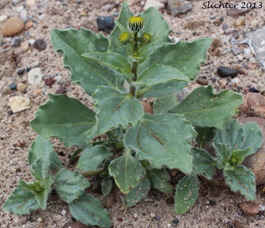 Leaves of Hairy Desertsunflower, Hairy Desert Sunflower, Desert Sunflower: Geraea canescens (Synonyms: Geraea canescens var. canescens, Geraea canescens var. paniculata)
