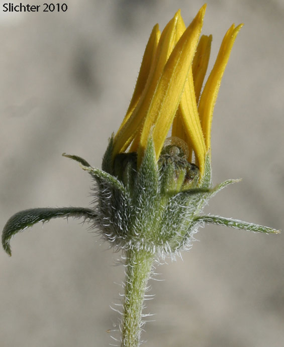 Gray Desert Sunflower: Helianthus petiolaris ssp. canescens (Synonym: Helianthus niveus ssp. canescens)