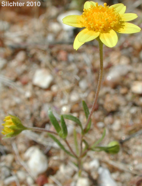 Common Goldfields, Needle Goldfields: Lasthenia gracilis