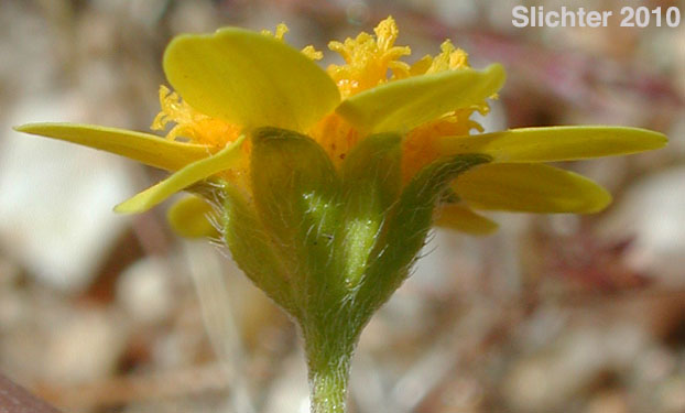 Common Goldfields, Needle Goldfields: Lasthenia gracilis