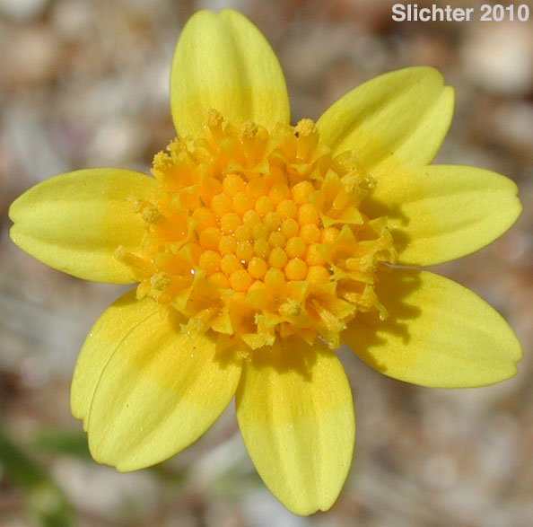Common Goldfields, Needle Goldfields: Lasthenia gracilis