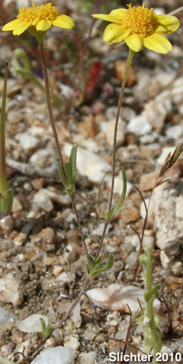 Common Goldfields, Needle Goldfields: Lasthenia gracilis