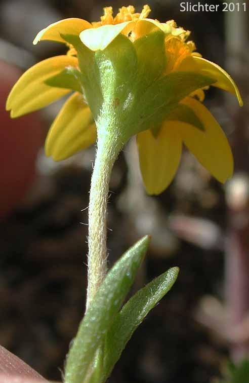 Involucral bracts of Common Goldfields, Needle Goldfields: Lasthenia gracilis