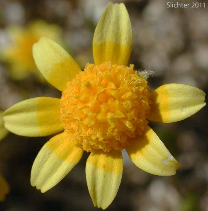 Flower head of Common Goldfields, Needle Goldfields: Lasthenia gracilis