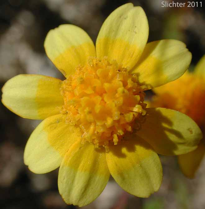 Flower head of Common Goldfields, Needle Goldfields: Lasthenia gracilis