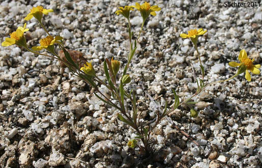 Common Goldfields, Needle Goldfields: Lasthenia gracilis