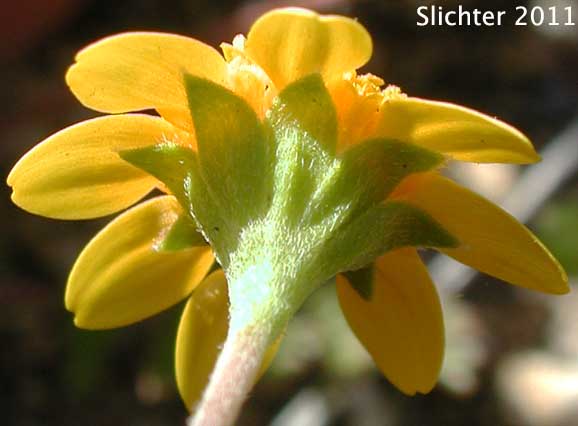 Involucral bracts of Common Goldfields, Needle Goldfields: Lasthenia gracilis