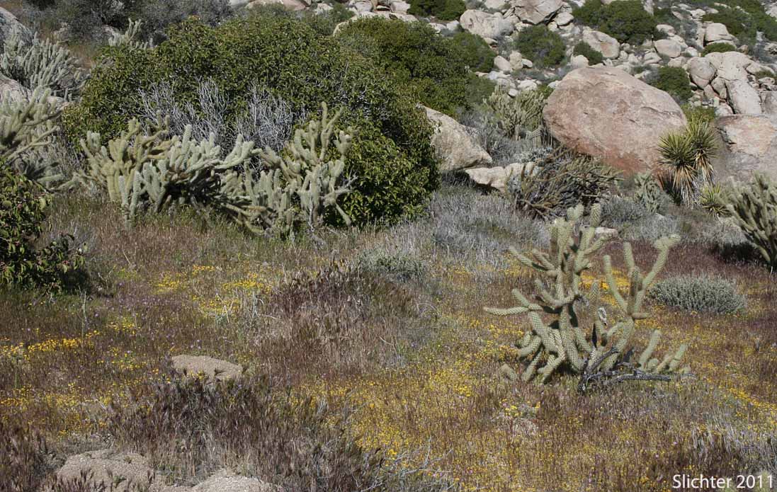 Habitat of Common Goldfields, Needle Goldfields: Lasthenia gracilis